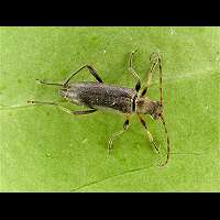 picture of , Grammoptera ruficornis