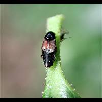 Roove Beetle