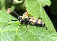 picture of Four-banded Longhorn Beetle, Leptura quadrifasciata