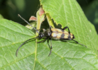photograph of Four-banded Longhorn Beetle, Leptura quadrifasciata