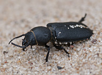 picture of Black Longicorn Beetle, Spondylis buprestoides