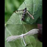 Photograph of a clear wing moths and a plume moth