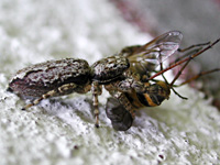 photograph of the Fencepost jumper