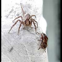 House Crab Spider