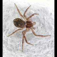 House Crab Spider
