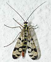 photo of Common Scorpionfly, Panorpa communis