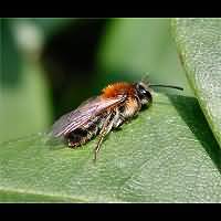 picture Andrena varians