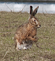 photograph of European hare (Lepus europaeus)