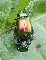 picture of Tansy Beetle, Chrysolina graminis