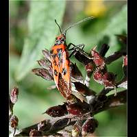 picture Corizus hyoscyami