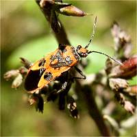 picture Corizus hyoscyami