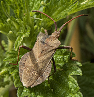 fotof van Zuringwants / Coreus marginatus