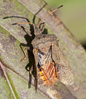 picture Dock Leaf Bug