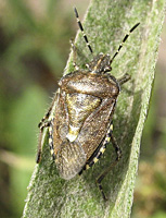 photo of Dolycoris baccarum