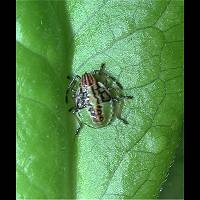 picture Birch Shield Bug